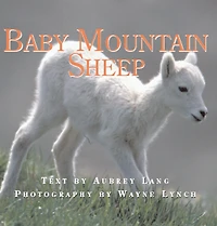 Baby Mountain Sheep