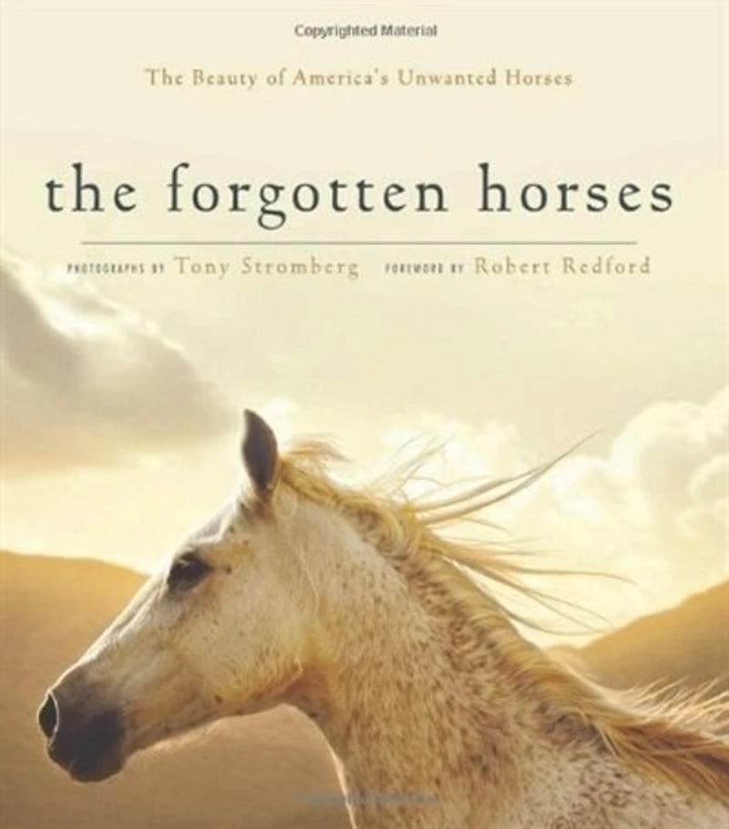 Forgotten Horses: Discovering The Beauty Of North America's Abandoned Equines