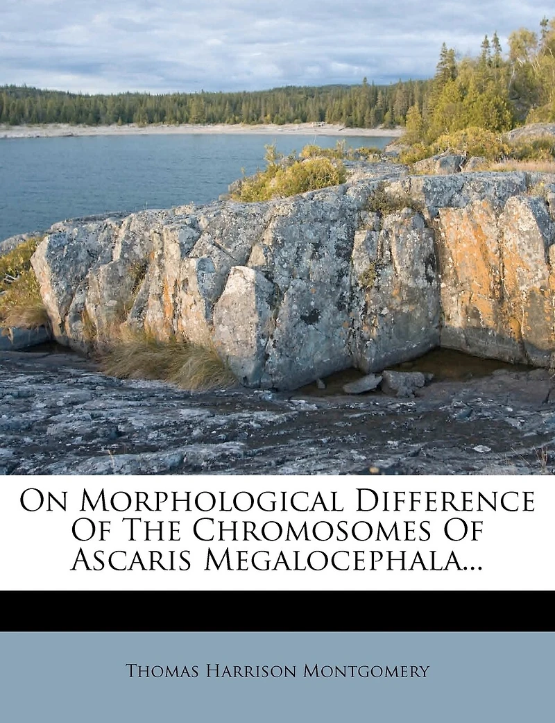 On Morphological Difference Of The Chromosomes Ascaris Megalocephala