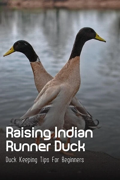 Raising Indian Runner Duck: Duck Keeping Tips For Beginners: Indian Runner Duck Meat Production