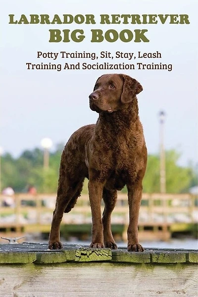 Labrador Retriever Big Book: Potty Training, Sit, Stay, Leash Training And Socialization Training: Training Your Labrador Retrie