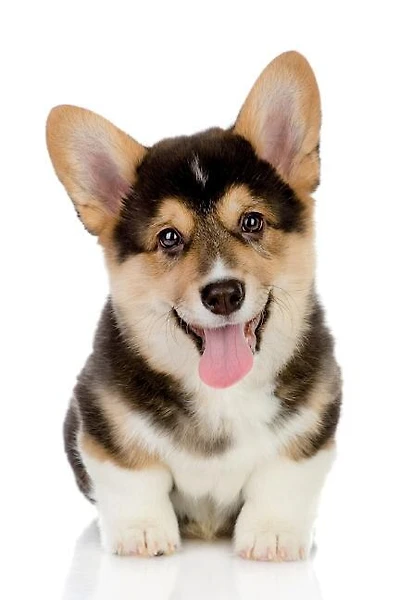Pembroke Welsh Corgi Notebook & Journal. Productivity Work Planner & Idea Notepad: Brainstorm Thoughts, Self Discovery, To Do List