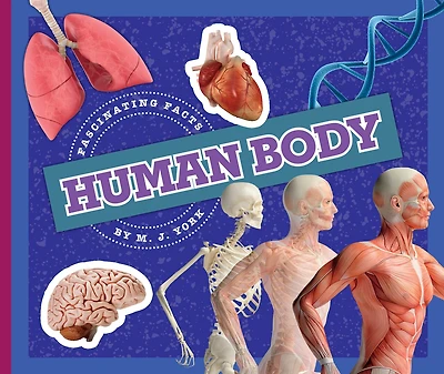 Human Body