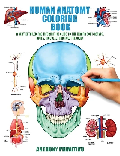 Human Anatomy Coloring Book: A Very Detailed and Informative Guide to the Human Body: Nerves, Bones, Muscles, and How to the Work