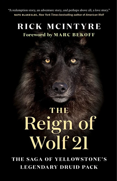 The Reign of Wolf 21: Saga Yellowstone's Legendary Druid Pack