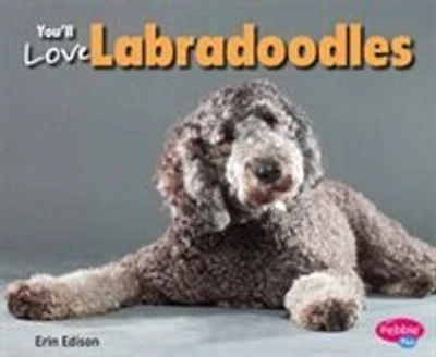 You'll Love Labradoodles