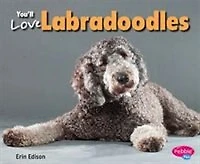 You'll Love Labradoodles