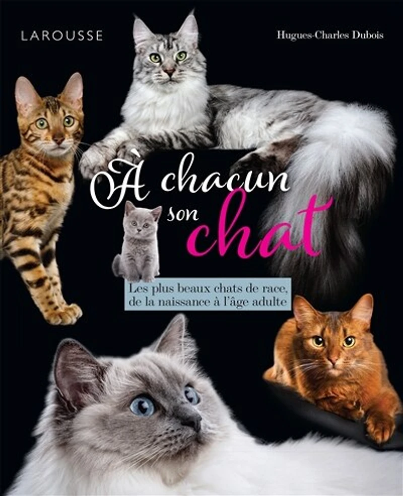 à chacun son chat: les plus beaux chats de race, la naissance l'âge adulte