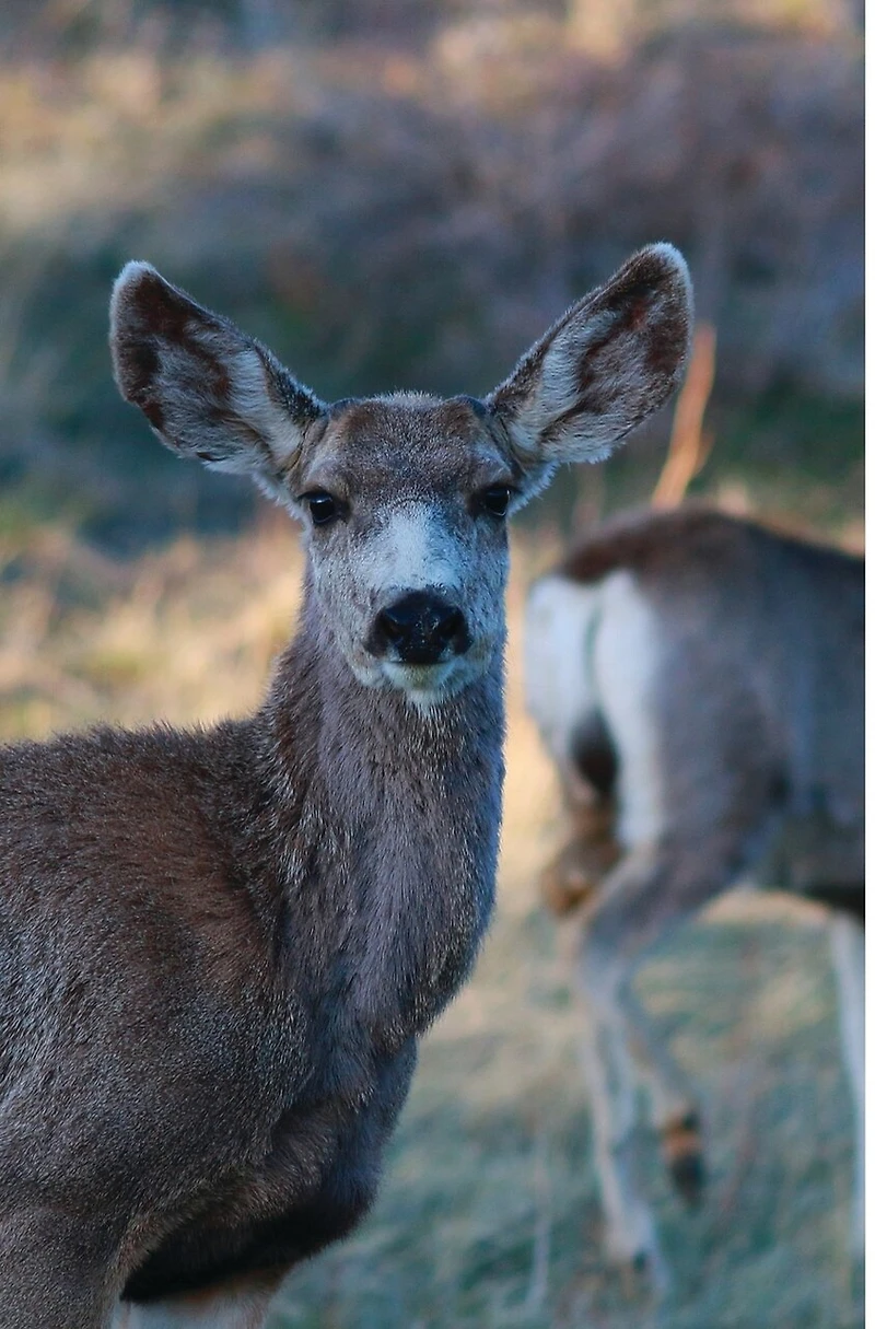 Kid's Petite Deer Journal: Volume One