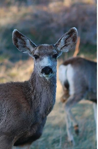 Kid's Petite Deer Journal: Volume One