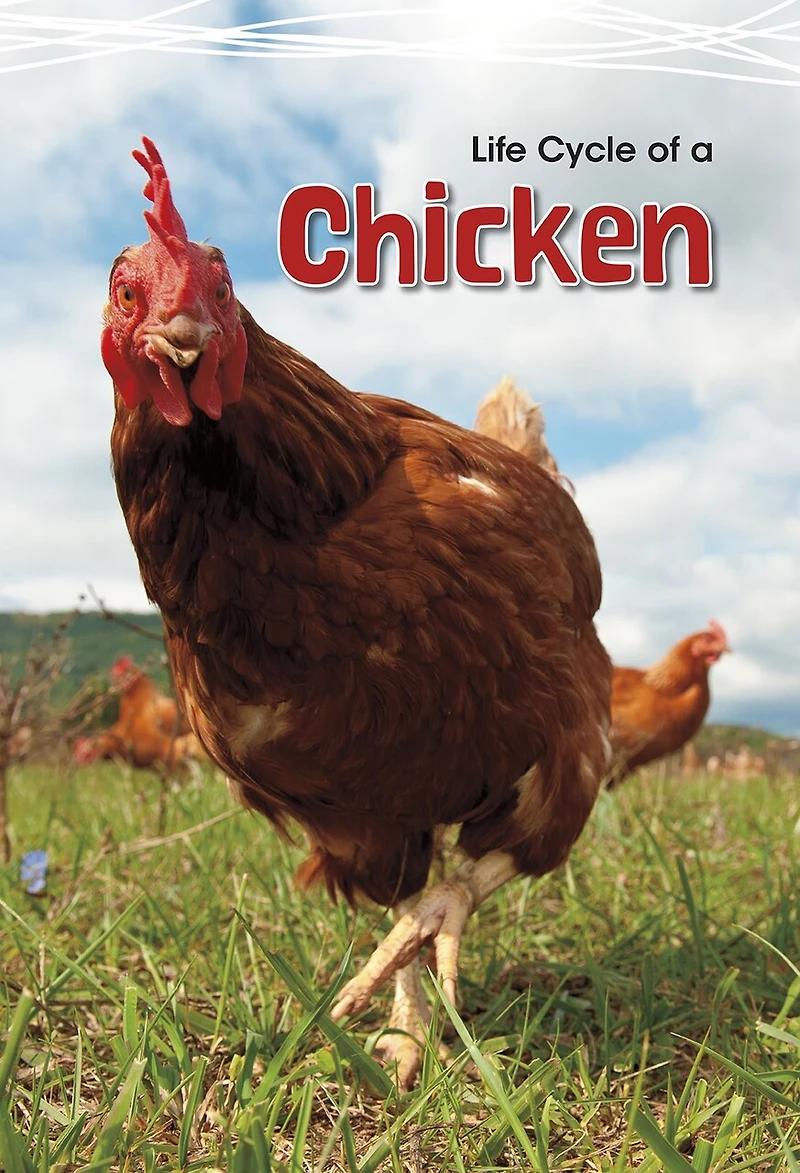 Life Cycle Of A Chicken