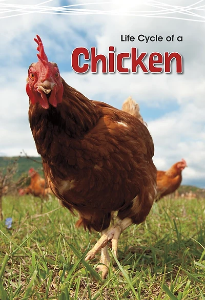 Life Cycle Of A Chicken