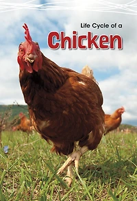 Life Cycle Of A Chicken