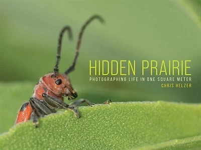 Hidden Prairie: Photographing Life In One Square Meter