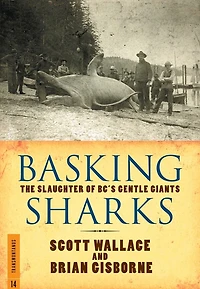 Basking Sharks: The Slaughter Of Bc's Gentle Giants