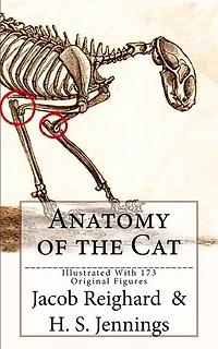Anatomy of the Cat: [Illustrated With 173 Original Figures]