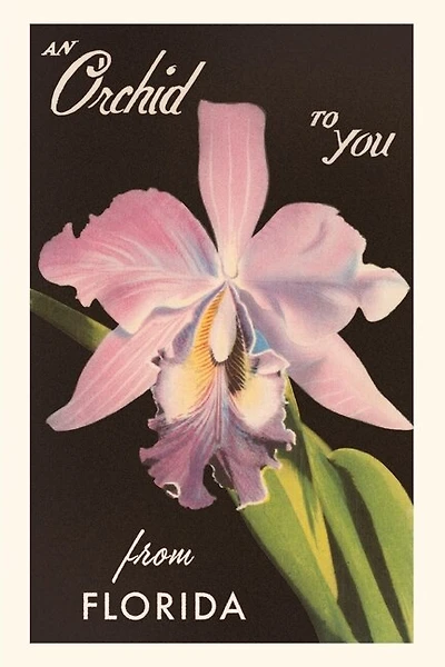 Vintage Journal An Orchid from Florida