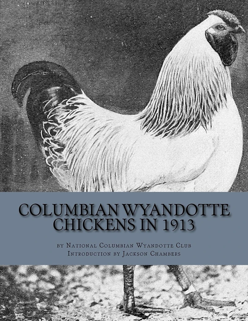 Columbian Wyandotte Chickens in
