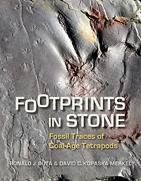 Footprints Stone: Fossil Traces of Coal-Age Tetrapods