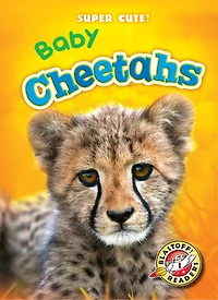 Baby Cheetahs