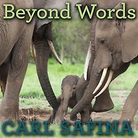Beyond Words Lib/E: What Animals Think and Feel