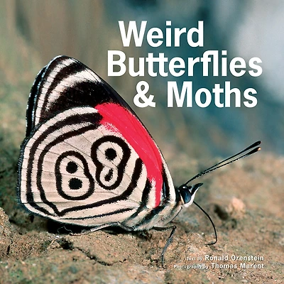 Weird Butterflies And Moths