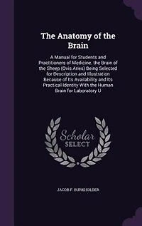 the Anatomy of Brain: A Manual for Students and Practitioners Medicine. Brain Sheep (Ovis Aries) Being Sele