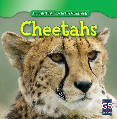 Cheetahs