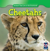 Cheetahs