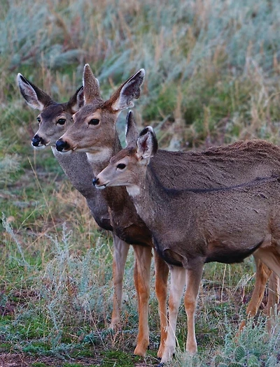 Adult Mule Deer Journal: Narrow Ruled Journal or Notebook