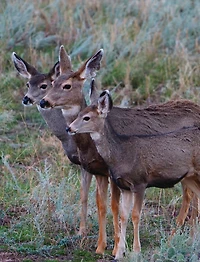 Adult Mule Deer Journal: Narrow Ruled Journal or Notebook