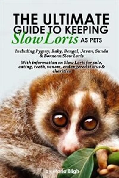 The Ultimate Guide to Keeping Slow Loris as Pets including Pygmy, Baby, Bengal, Javan, Sunda & Bornean Slow Loris. With Information on Slow Loris For Sale, Eating, Teeth, Venom, Endangered Status & Charities