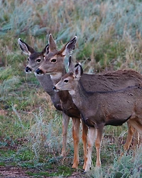 Adult Mule Deer Journal: Narrow Ruled Journal or Notebook