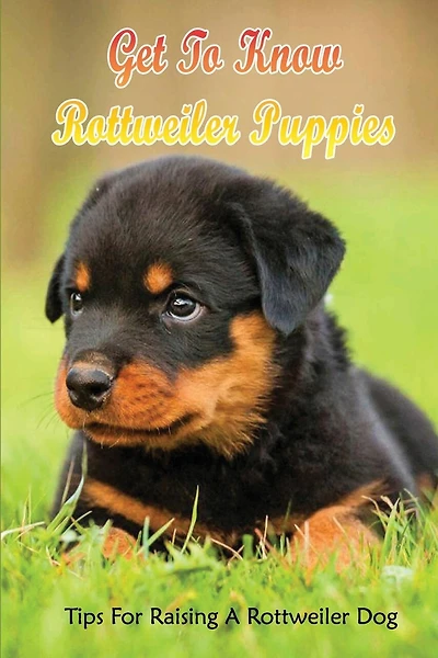 Get To Know Rottweiler Puppies: Tips For Raising A Rottweiler Dog: Non-Aggressive Rottweiler