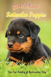 Get To Know Rottweiler Puppies: Tips For Raising A Rottweiler Dog: Non-Aggressive Rottweiler