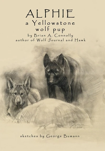 Alphie, A Yellowstone Wolf Pup