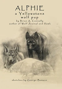 Alphie, A Yellowstone Wolf Pup
