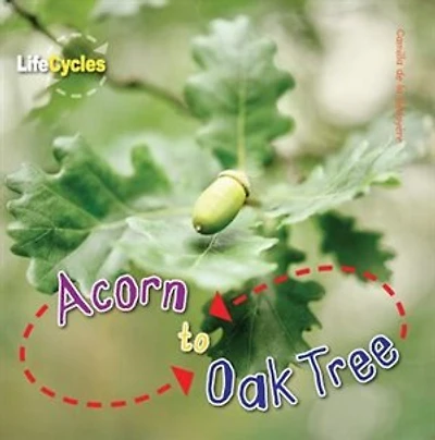 Acorn To Oak Tree