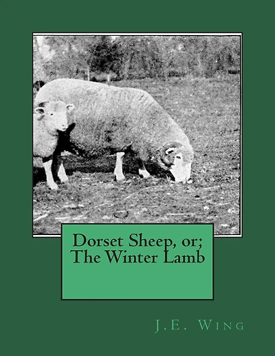 Dorset Sheep, or; The Winter Lamb