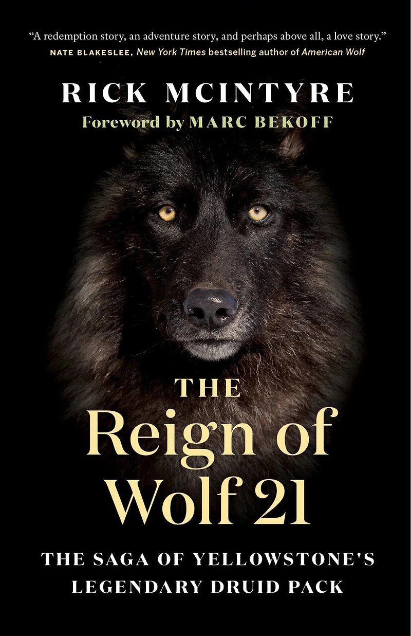 The Reign of Wolf 21: Saga Yellowstone's Legendary Druid Pack