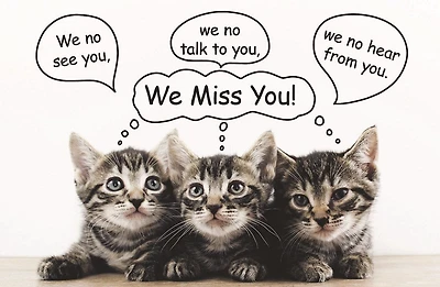 Miss You Postcard: We Miss You! (Package of 25): Kittens
