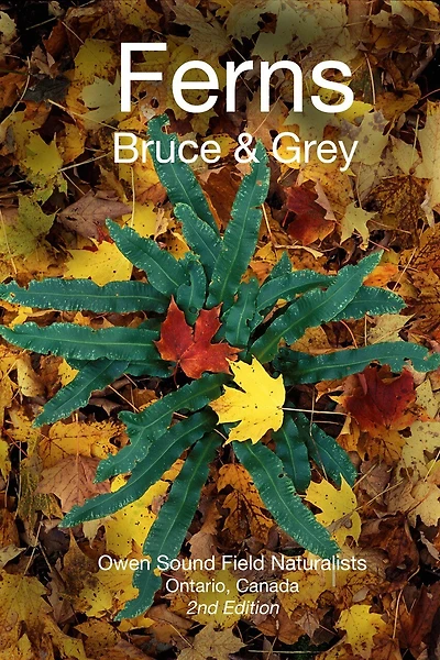Ferns Bruce & Grey