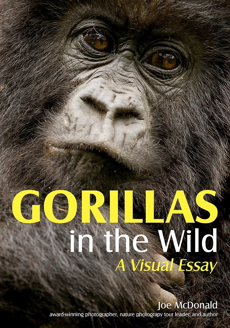 Gorillas In The Wild: A Visual Essay