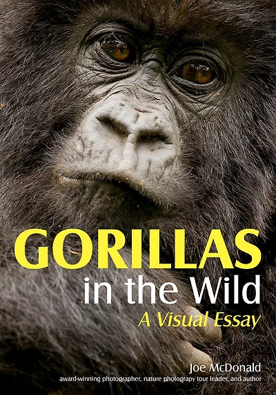 Gorillas In The Wild: A Visual Essay