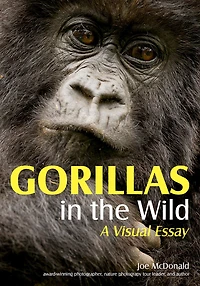 Gorillas In The Wild: A Visual Essay