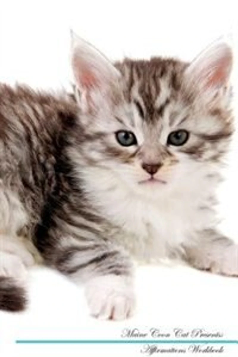 Maine Coon Cat Affirmations Workbook Maine Coon Cat Presents: Positive and Loving Affirmations Workbook. Includes: Mentoring Questions, Guidance, Supporting You.