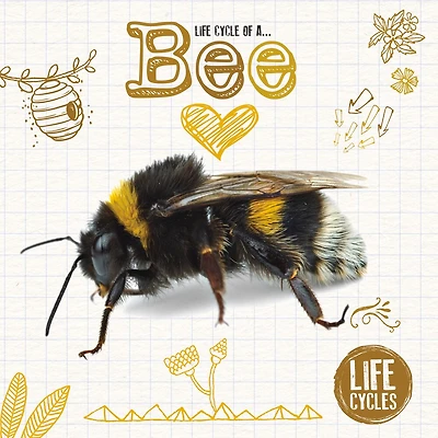 Life Cycle Of A Bee