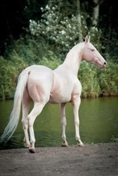 Cremello Akhal Teke October Notebook & Journal. Productivity Work Planner & Idea Notepad: Brainstorm Thoughts, Self Discovery, To Do List