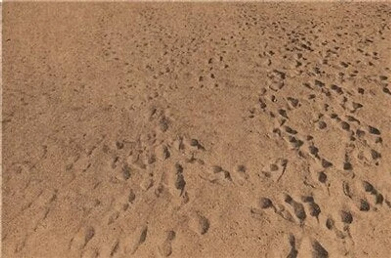 Anthony Hernandez: Beach Pictures, 1969-70