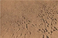 Anthony Hernandez: Beach Pictures, 1969-70